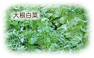 白菜大根