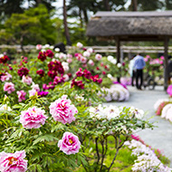 須賀川牡丹園-1