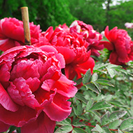 須賀川牡丹園-2