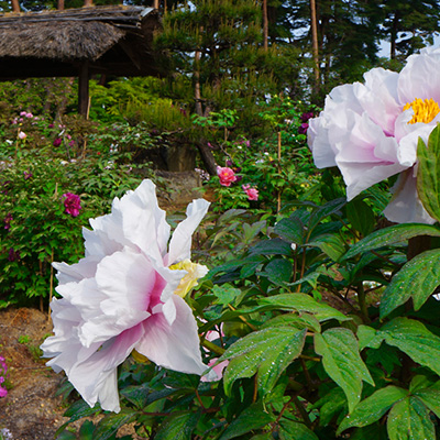 須賀川牡丹園-3