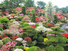 大桑原つつじ園-1