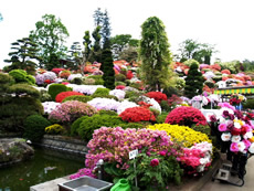 大桑原つつじ園-4